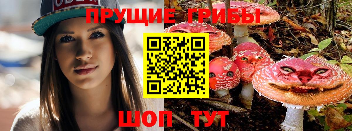 Псилоцибиновые грибы Psilocybe Строитель